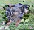 Cora 3