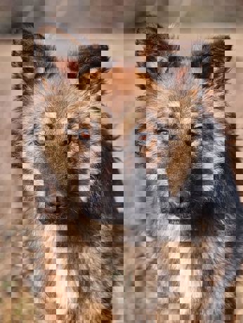 Dennis 4