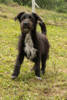 Kimbo 2 (1)