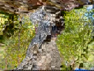 Ghandi 1
