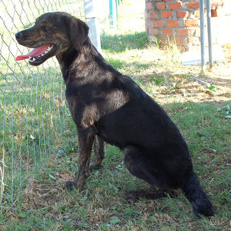 Ronja 2
