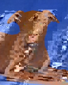 Mocca 1
