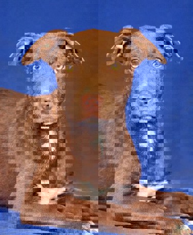 Mocca 1