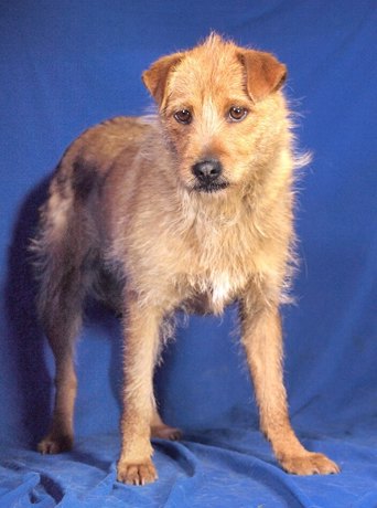 Trixie 1 (1)
