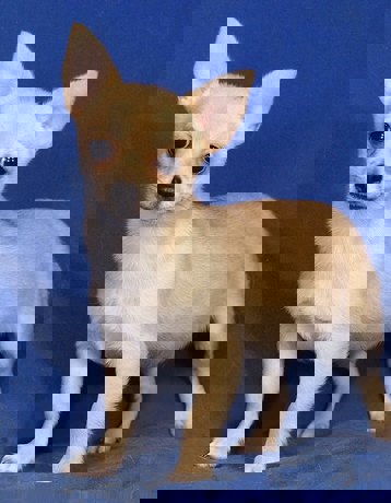 Bendi 1