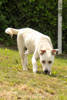 Linus 3 (2)