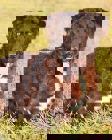 Bogart 1 (1)