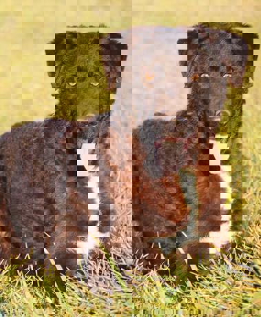 Bogart 1 (1)
