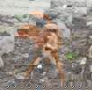 Riki 2