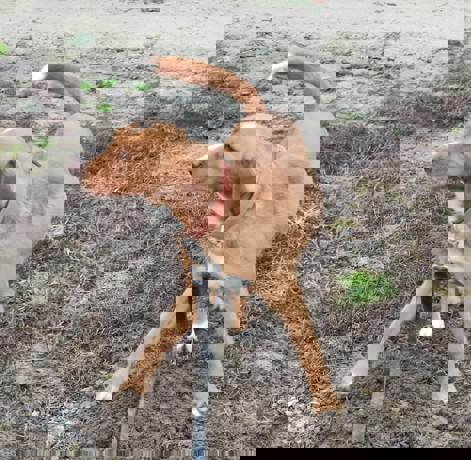 Riki 2