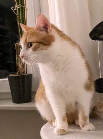 Felix 3 (3)