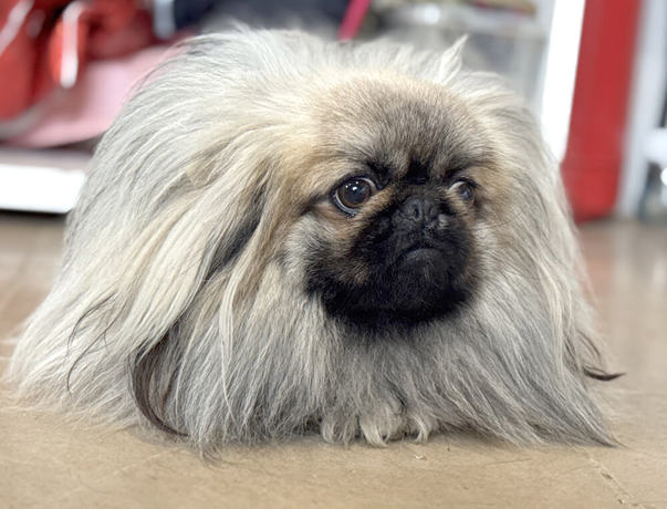 Wookie 3