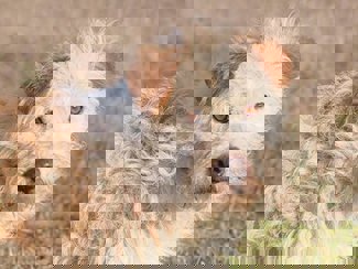 Toto 1