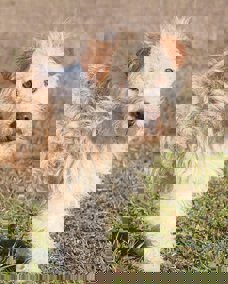 Toto 1