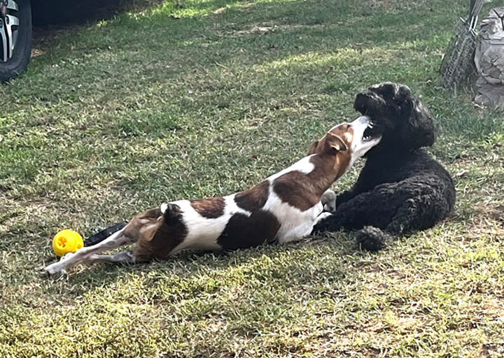 Ronja4