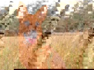 Isis 1
