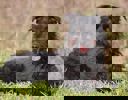 Kitty 2 (1)
