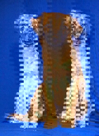 Noel 1