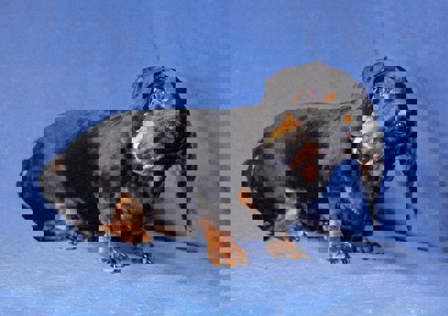 Merida 4