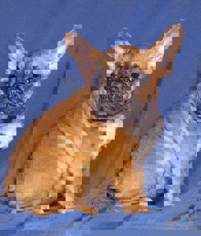 Nelli 3