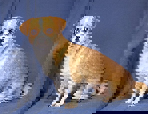 Bobo 2
