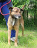 Fido 4