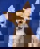 Bendi 4