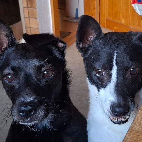 Peppi Und Chili1