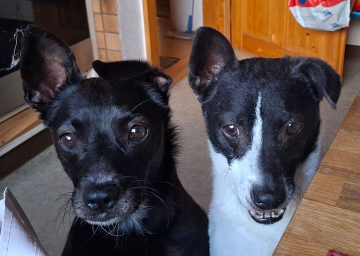 Peppi Und Chili1