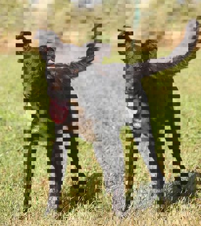 Ray 2