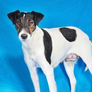 Terry | Animal Care Hungary