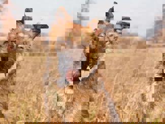 Dennis 1
