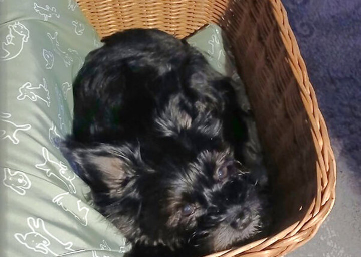 Lucy1