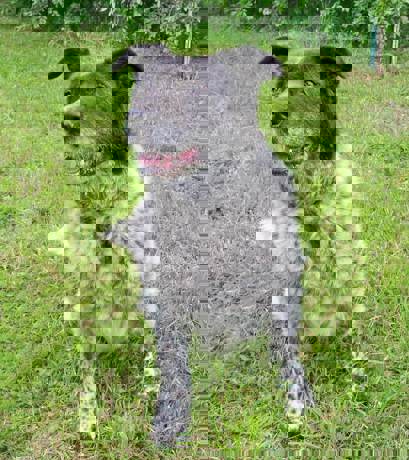 Bruno 7