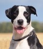 Hector 3 (1)