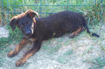 Sania 1