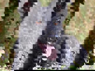 Sparky 1