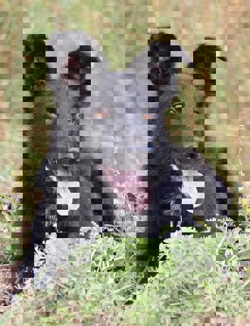 Sparky 1