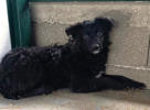 Samson 3