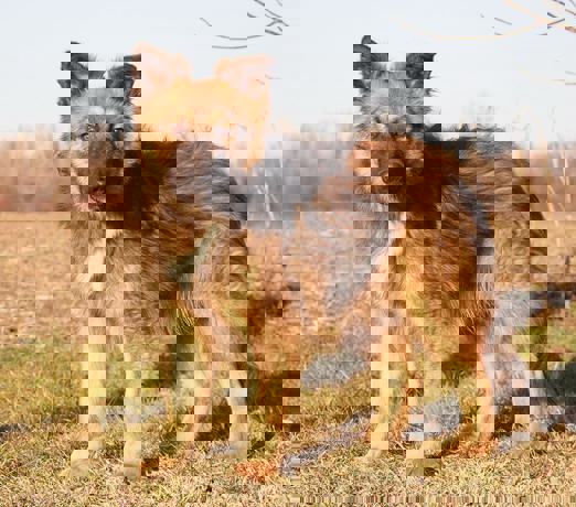Dennis 2