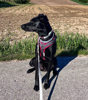 Stella 2