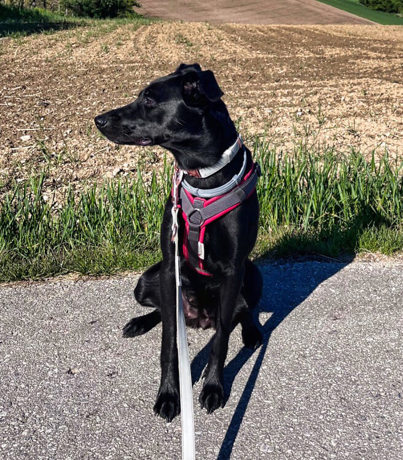 Stella 2
