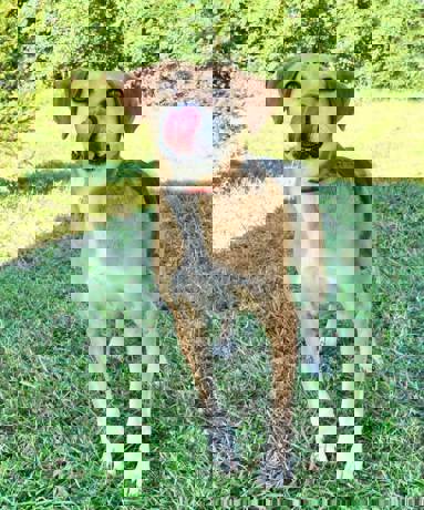 Pongo 7