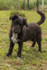 Kimbo 3 (1)