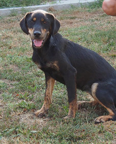 Pippa 1 (2)