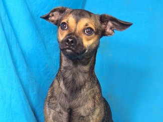Libero 1
