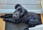 Shelly 2 (4)