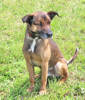 Fido 6
