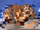 Lupi 4 (1)