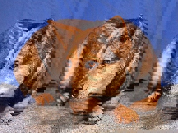 Lupi 4 (1)